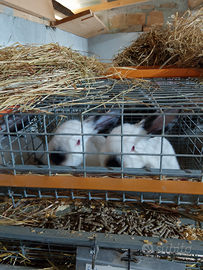 Conigli California e nuova zelanda