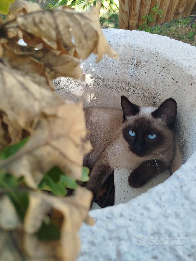 Siamese - Animali In vendita a Potenza