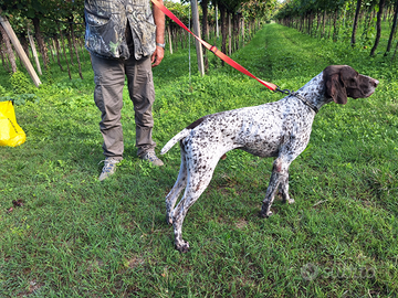 Bracco tedesco(kurzaar)