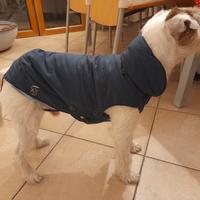 piumino cane cm.39 FERRIBIELLA