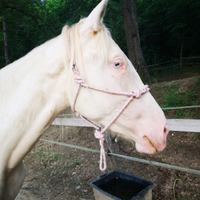 Cavalla lusitana spagnola albina