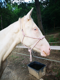 Cavalla lusitana spagnola albina