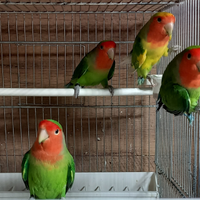 Inseparabili maschi maggiorati