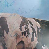 PINK FLOYD AUTOGRAFO ROGER WATERS