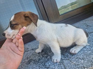 Jack Russel Terrier