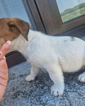 Jack Russel Terrier