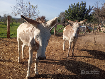 Coppia di asini
