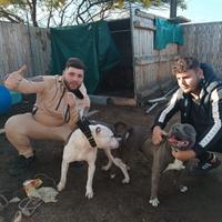Cuccioli Pitbull blue nose