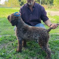 Lagotto romagnolo stallone per monte