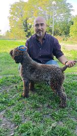 Lagotto romagnolo stallone per monte
