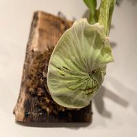 Zattere artigianali per orchidee e piante epifite