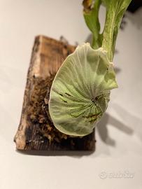 Zattere artigianali per orchidee e piante epifite