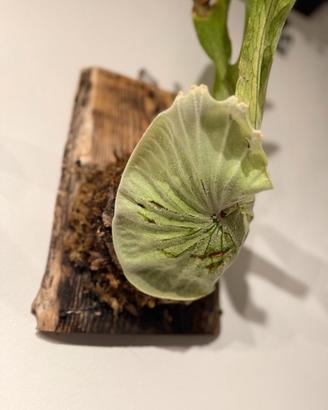 Zattere artigianali per orchidee e piante epifite
