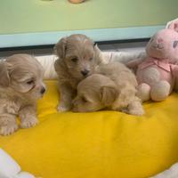 Maltipoo cuccioli