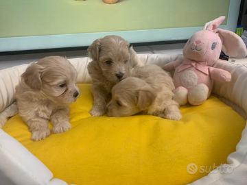 Maltipoo cuccioli