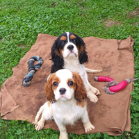 Cavalier king con pedigree enci