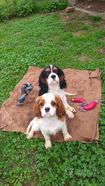 Cavalier king con pedigree enci