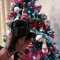 Cuccioli bulldog francese