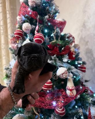 Cuccioli bulldog francese