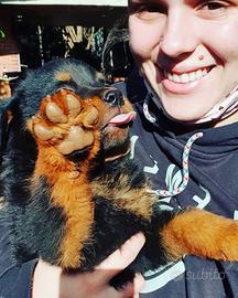 Cuccioli di rottweiler terrier
