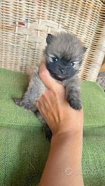 Ultimo Spitz di Pomerania toy