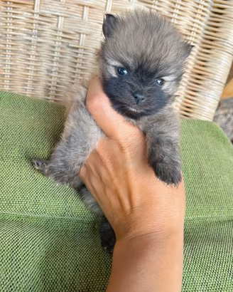 Ultimo Spitz di Pomerania toy