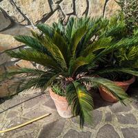 cycas cicas pianta 