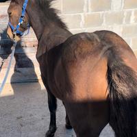 Puledro Quarter Horse