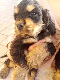Cocker Spaniel