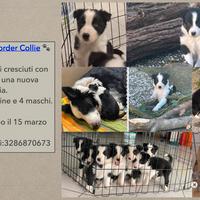 Cuccioli di Bordel collie