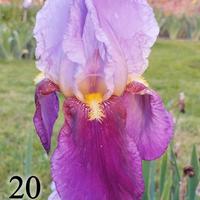 lotto 10 rizomi iris germanica 5 lilla 5 gialli