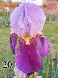 lotto 10 rizomi iris germanica 5 lilla 5 gialli