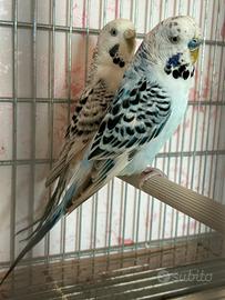Coppia cocorite corpo chiaro texas blu
