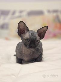 Cucciolo Sphynx