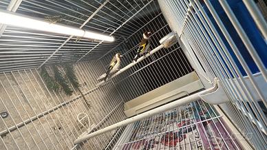 Coppia di cardellini major per coppia di tuschi