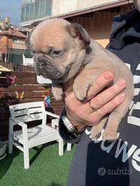 Bulldog francese