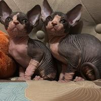 Sphynx