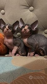 Sphynx