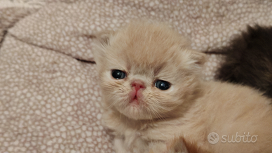 Cuccioli di gatti persiani