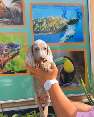 Cuccioli di isabel bassotto