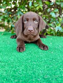 Labrador pedigree