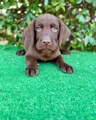 Labrador pedigree