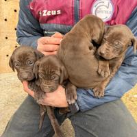Cuccioli di bracco tedesco
