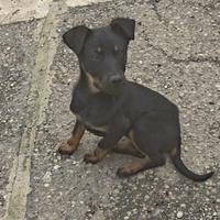 Cucciola simil Rottweiler di 4 mesi