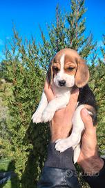 Beagle Elisabeth nani