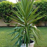 Pianta di Yucca in vaso bianco. 