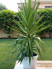 Pianta di Yucca in vaso bianco. 