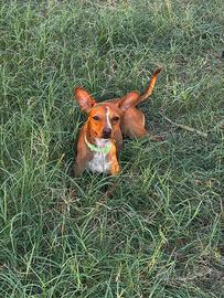 Cucciolo cane cirneco 10 kg piccola taglia