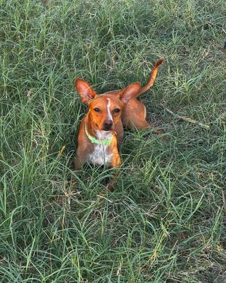 Cucciolo cane cirneco 10 kg piccola taglia