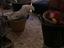 Immagine 29